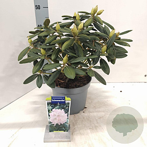 Rhododendron (Y) 'Schneewolke' 25-30 cm 5,0L