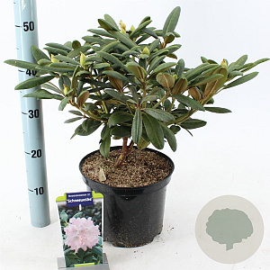Rhododendron (Y) 'Schneewolke' 25-30 cm 5,0L