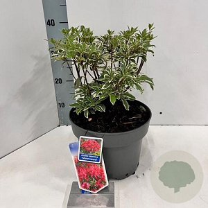 Rhododendron (AJ) 'Silver Sword' 20-25 cm 5,0L