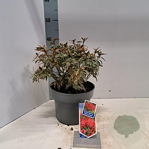 Rhododendron (AJ) 'Silver Sword' 20-25 cm 5,0L