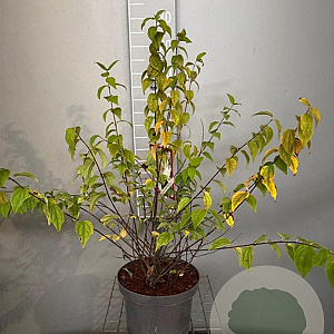 Philadelphus 'Belle Etoile' 60-80 cm 7,5L