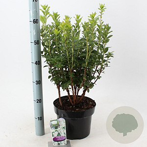 Rhododendron viscosum 30-40 cm 5,0L