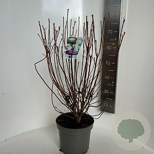 Rhododendron viscosum 30-40 cm 5,0L