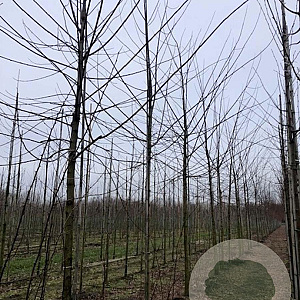 Robinia marg. Casque Rouge 14-16 HO draadkluit