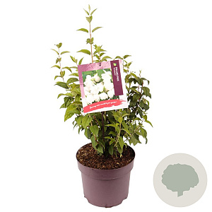 Philadelphus 'Snowbelle' 60-80 cm 7,5L