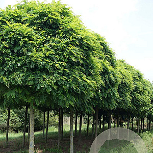 Robinia ps. 'Umbraculifera' 25-30 HO draadkluit