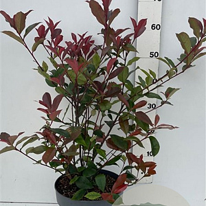Photinia fraseri 'Carré Rouge' 60-80 cm 7,5L
