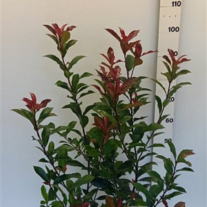 Photinia fraseri 'Carré Rouge' 80-100 cm 10L