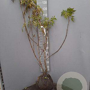 Sambucus nigra 125-150 cm met kluit