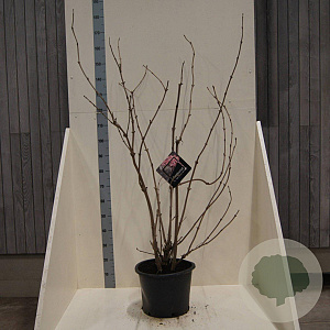 Sambucus nigra Black Lace 125-150 cm 20L meerstammig