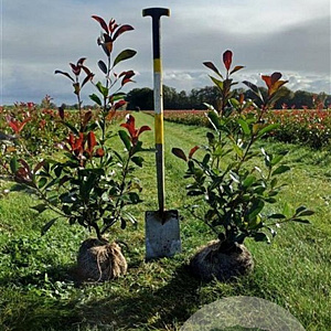 Photinia fraseri 'Red Robin' 80-100 cm met kluit