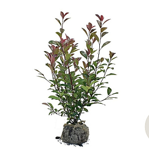 Photinia fraseri 'Red Robin' 80-100 cm met kluit