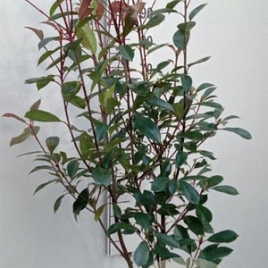 Photinia fraseri 'Red Robin' 100-125 cm met kluit