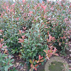 Photinia fraseri 'Red Robin' 100-125 cm met kluit