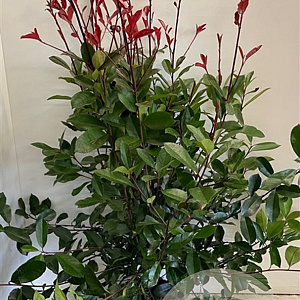 Photinia fraseri 'Red Robin' 100-125 cm met kluit