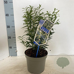 Sarcococca ruscifolia 'Dragon Gate' 20-25 cm 2,0L