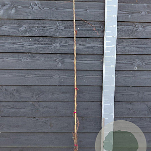 Schisandra chinensis 150-175 cm vierkant rond 5,5L