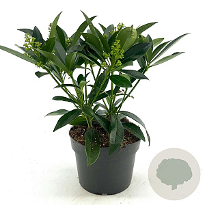 Skimmia confusa 'Kew Green' 25-30 cm 2,0L