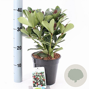 Skimmia j. 'Redruth' 20-25 cm 2,0L