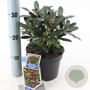 Skimmia j. Rubesta 20-25 cm 2,0L