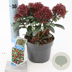 Skimmia j. Rubesta 20-25 cm 2,0L