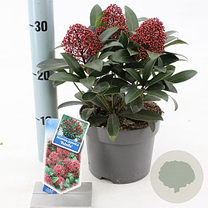 Skimmia j. Rubesta 20-25 cm 2,0L