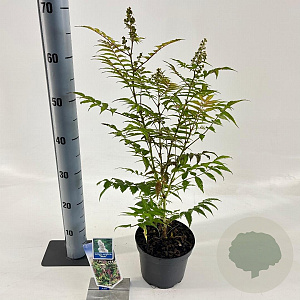 Sorbaria sorbif. 'Sem' 25-30 cm 2,0L