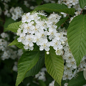 Sorbus alnifolia 300-350 cm draadkluit struik