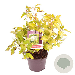 Physocarpus opulif. 'Dart's Gold' 40-45 cm 3,0L