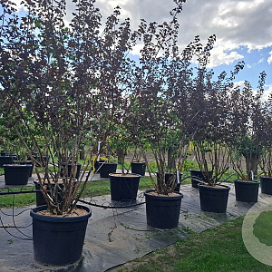 Physocarpus opulif. 'Diabolo' 250-300 cm container meerstammig