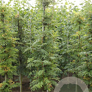 Sorbus thur. 'Fastigiata' 6-8 HO draadkluit