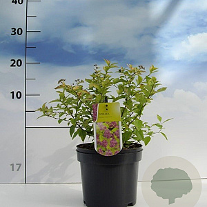 Spiraea jap. 'Firelight' 20-30 cm 2,0L
