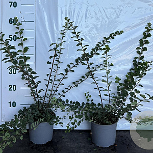 Spiraea nipp. 'Snowmound' 40-60 cm 2,0L