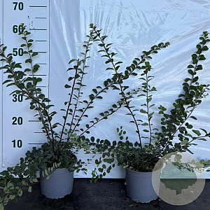 Spiraea nipp. 'Snowmound' 40-60 cm 2,0L