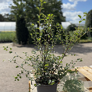 Spiraea vanhouttei 30-50 cm 2,0L