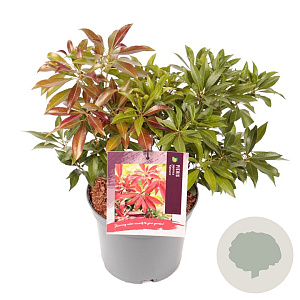 Pieris jap. 'Katsura' 20-30 cm 3,0L