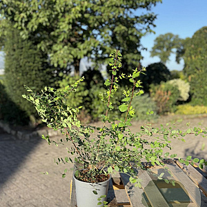 Symphoricarpos ch. 'Hancock' 40-60 cm 2,0L