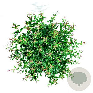 Syringa meyeri Flowerfesta Purple 80 cm stam 15L