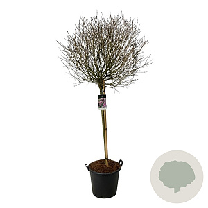 Syringa meyeri 'Palibin' 120 cm stam cont. 55L extra