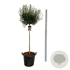 Syringa meyeri 'Palibin' 120 cm stam cont. 55L extra