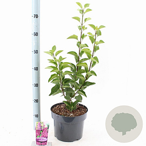 Syringa v. 'And. an Ludwig Späth' 40-50 cm 5,0L