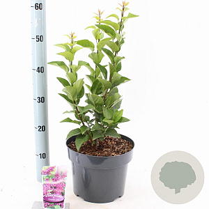 Syringa v. 'Charles Joly' 40-50 cm 5,0L