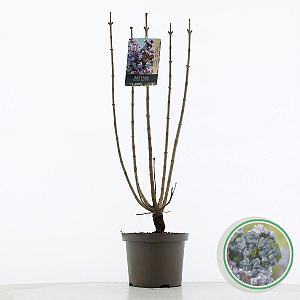 Syringa v. 'Michel Buchner' 60-80 cm 5,0L 3-5 tak