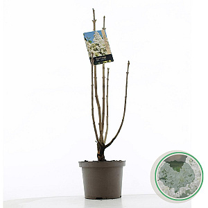 Syringa v. 'Mme Lemoine' 60-80 cm 5,0L 3-5 tak