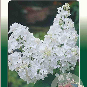 Syringa v. 'Mme Lemoine' 60-80 cm 5,0L 3-5 tak