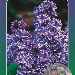Syringa v. 'Sensation' 60-80 cm 5,0L 3-5 tak