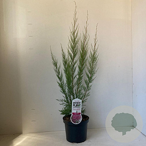 Tamarix ramos. 'Pink Cascade' 40-50 cm 3,0L