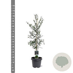 Taxodium distichum 80-100 cm 5,0L