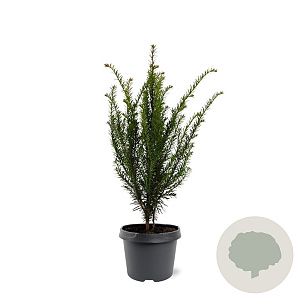 Taxus baccata 40-50 cm 3,0L