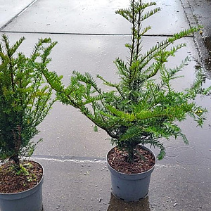 Taxus baccata 40-60 cm 5,0L
